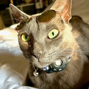 Stylish Gray Cat Collar with Bell